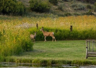 Deer at Blue Lake Ranch in Colorado.
